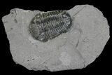 Bargain, Eldredgeops (Phacops) Trilobite - New York #136960-1